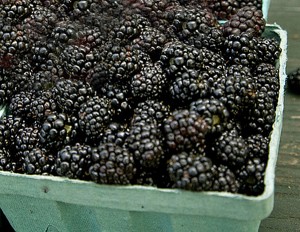 blackberries-300x232