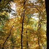 oxley nature center fall trees