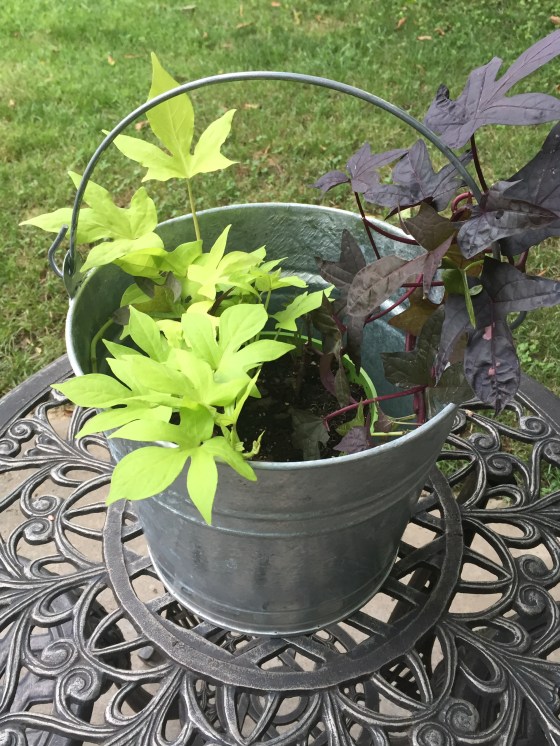 bucket with two plants closeup