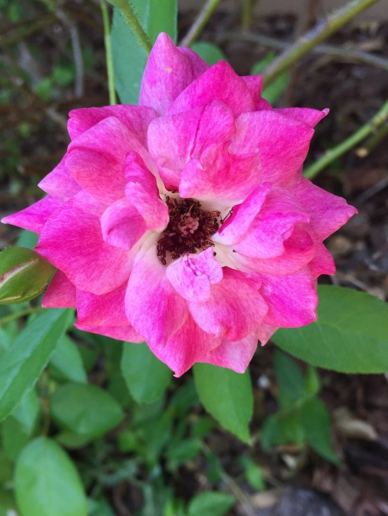 pink rose from tanna's back yard
