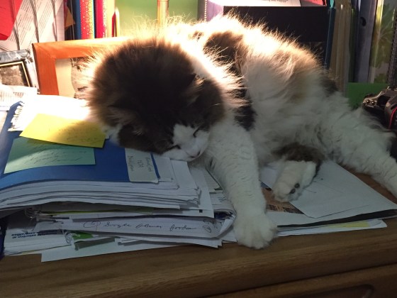 Cat resting on top of my desk papers