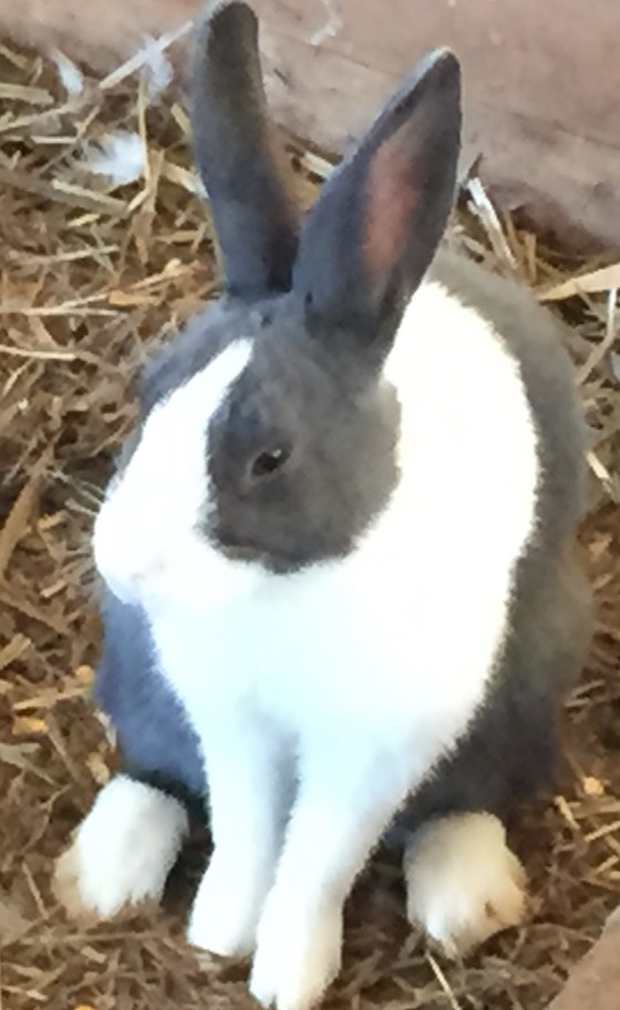 rabbit close up at pumpkin patch FullSizeRender (21)