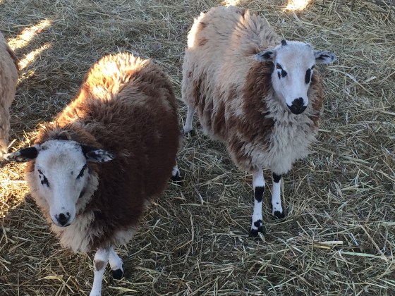 sheep pair at pumpkin patch