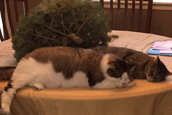 cats on table with christmas tree sleeping