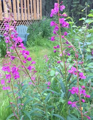 firewood pic AK July 2016 cropped IMG_7226 (2)