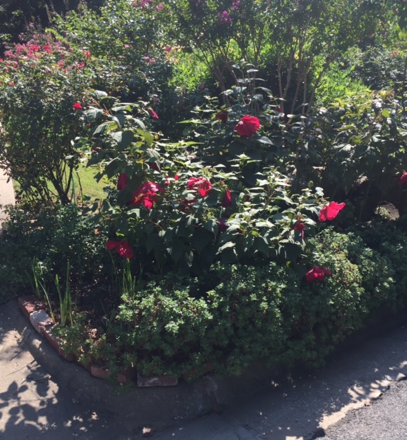 Pic of flowers with Boarder FullSizeRender